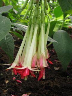 Fuchsienbild F. boliviana var. luxurians alba 02