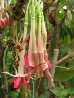 Fuchsienbild F. boliviana var. luxurians alba 03