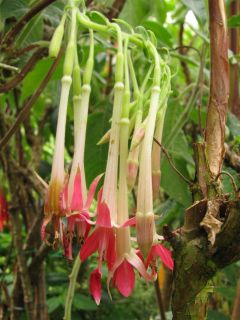 Fuchsienbild F. boliviana var. luxurians alba 04