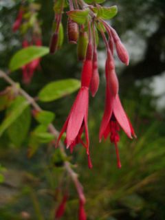 Fuchsienbild F. brevilobis 01