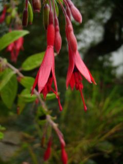 Fuchsienbild F. brevilobis 02