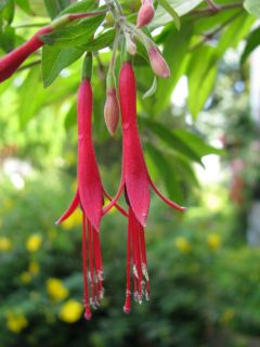 Fuchsienbild F. brevilobis 03