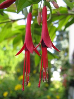 Fuchsienbild F. brevilobis 04