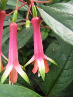 Fuchsienbild F. denticulata 01