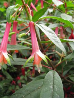 Fuchsienbild F. denticulata 02