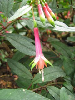 Fuchsienbild F. denticulata 03