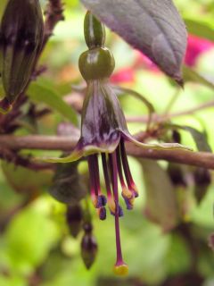 Fuchsienbild F. excorticata 01