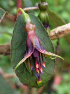 Fuchsienbild F. excorticata 02