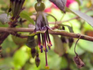 Fuchsienbild F. excorticata 03