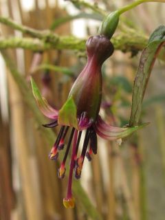 Fuchsienbild F. excorticata 04