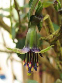 Fuchsienbild F. excorticata 05