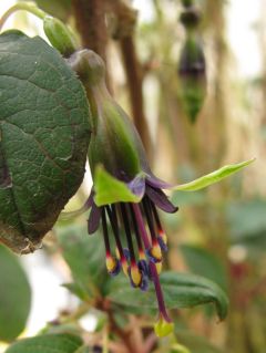 Fuchsienbild F. excorticata 06