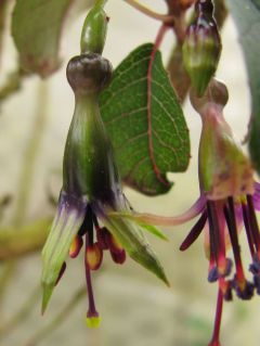 Fuchsienbild F. excorticata 07