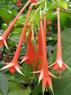 Fuchsienbild F. fulgens 02