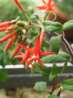 Fuchsienbild F. hartwegii 02