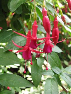 Fuchsienbild F. Lycioides 01