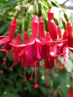 Fuchsienbild F. lyoicides 02