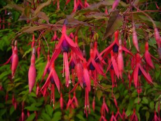 Fuchsienbild F. magellanica 01