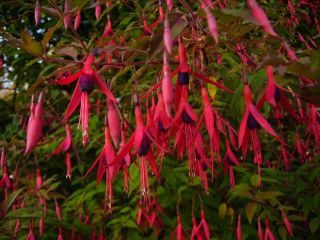 Fuchsienbild F. magellanica 02