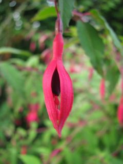 Fuchsienbild F. magellanica 03