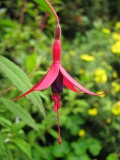 Fuchsienbild F. magellanica 04