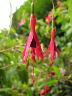 Fuchsienbild F. magellanica 05