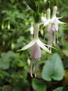 Fuchsienbild F. magellanica Alba 02