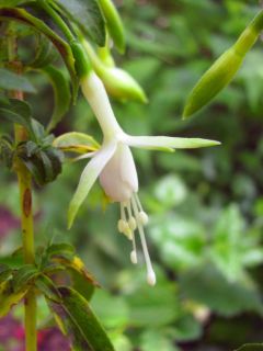 Fuchsienbild F. magellanica Alba 03