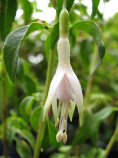 Fuchsienbild F. magellanica Alba 04