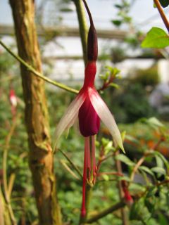 Fuchsienbild F. magellanica Arauco 01