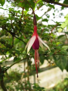 Fuchsienbild F. magellanica Arauco 02