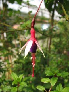 Fuchsienbild F. magellanica Arauco 03