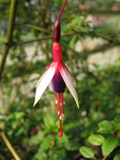 Fuchsienbild F. magellanica Arauco 04