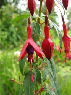 Fuchsienbild F. magellanica Georg 01