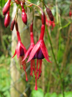 Fuchsienbild F. magellanica Georg 02