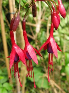 Fuchsienbild F. magellanica Georg 03