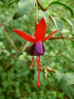 Fuchsienbild F. magellanica Ricartonii 01