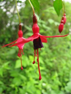 Fuchsienbild F. magellanica Ricartonii 03