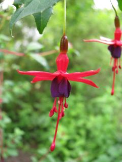 Fuchsienbild F. magellanica Ricartonii 04