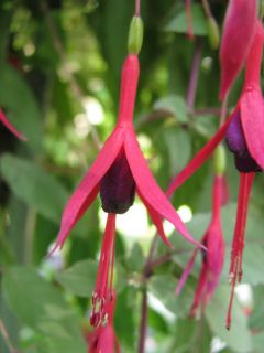 Fuchsienbild F. magellanica Tricolor 01