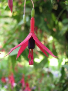 Fuchsienbild F. magellanica Tricolor 03