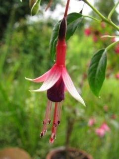 Fuchsienbild F. magellanica gracilis Logan 03