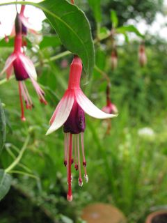 Fuchsienbild F. magellanica gracilis Logan 04