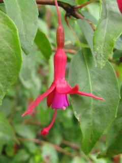 Fuchsienbild F. magellanica rosea 01