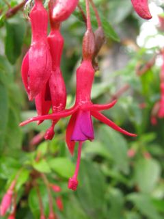 Fuchsienbild F. magellanica rosea 02