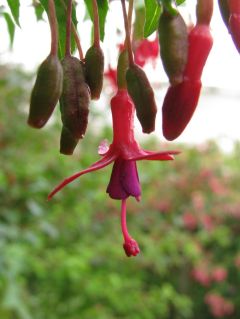 Fuchsienbild F. magellanica rosea 03