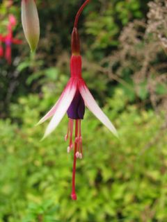 Fuchsienbild F. magellanica var. eburnea 02