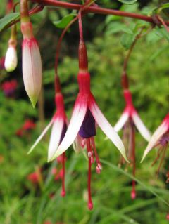 Fuchsienbild F. magellanica var. eburnea 03