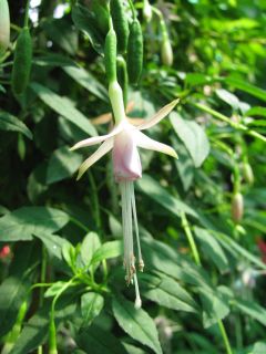 Fuchsienbild F. magellanica var. molinae 01