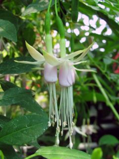 Fuchsienbild F. magellanica var. molinae 02